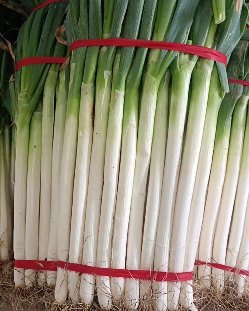 【荐】铁杆大葱价格美丽量大从优保质保量欢迎选购