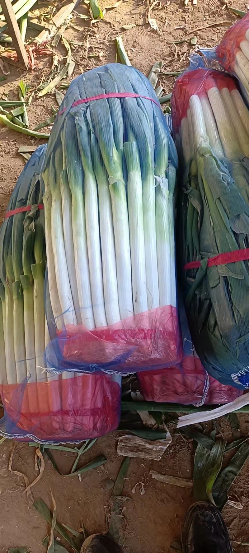 【荐】铁杆大葱价格美丽量大从优保质保量欢迎选购