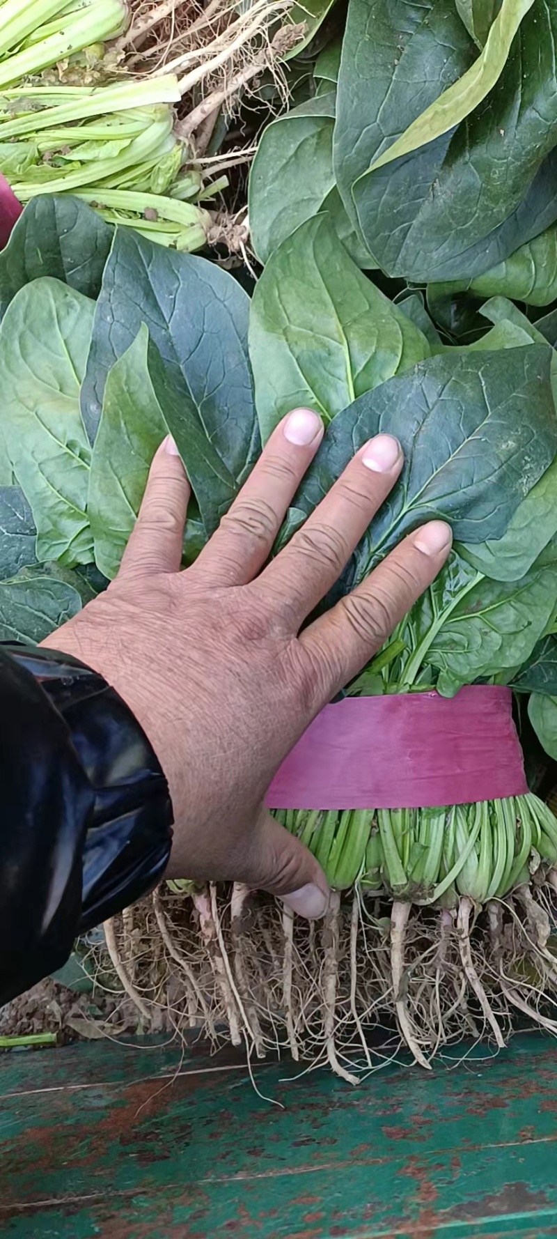 菠菜。颜色深绿，可供山东河南全国各大市场超市