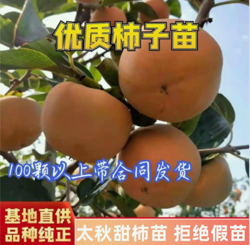 嫁接日本太秋甜柿苗国内的大秋柿子树苗保证品种纯正