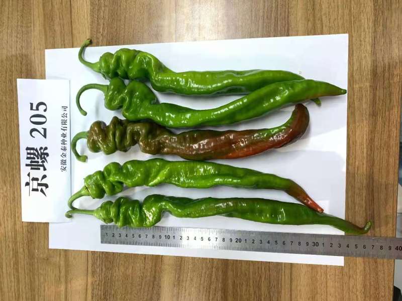 【京螺205】精品螺丝椒拢椒辣椒种子全国发货