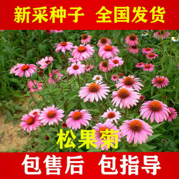 【松果菊】松果菊种子松果菊籽种颗粒饱满发芽率高