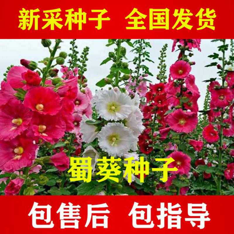 【蜀葵】蜀葵种子蜀葵花种子蜀葵籽种颗粒饱满发芽率高