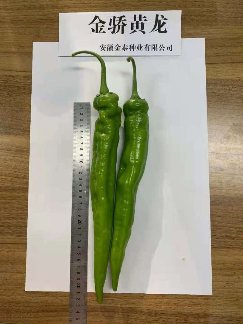 【黄皮尖椒】金骄威龙羊角椒黄龙薄皮尖椒辣椒种子全国发货