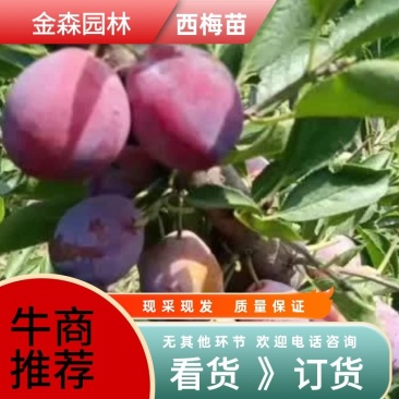法兰西西梅苗,塔尔玛西梅,苗圃直发、成活率高、包技术,