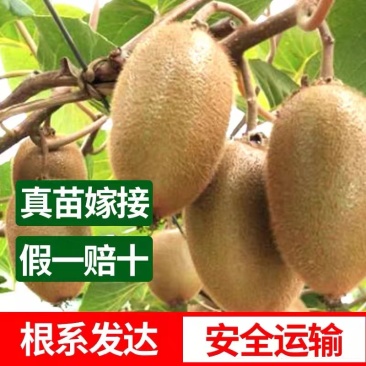 猕猴桃苗/红心猕猴桃苗/翠玉猕猴桃苗/东红，红阳，楚红苗