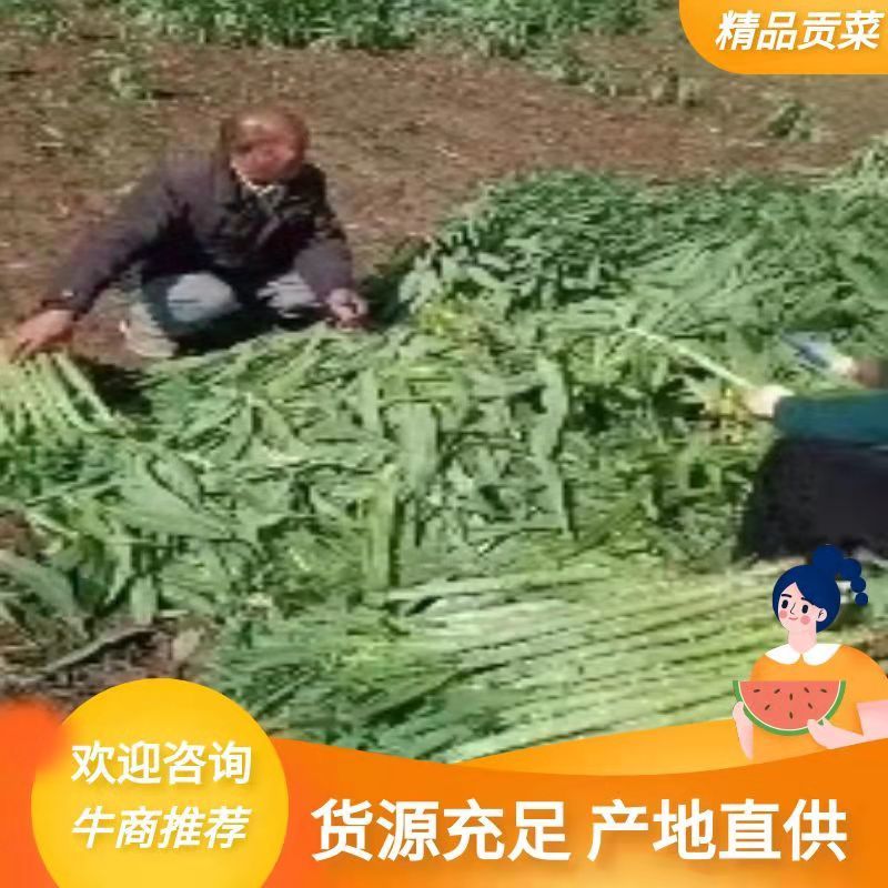 精品贡菜，产地直供，价格美丽，欢迎餐饮行业洽谈