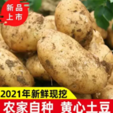 内蒙古土豆-黄心土豆，以信为本，互助共赢，欢迎各地老板