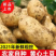 内蒙古土豆-黄心土豆，以信为本，互助共赢，欢迎各地老板