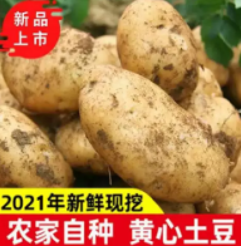 内蒙古土豆-黄心土豆，以信为本，互助共赢，欢迎各地老板