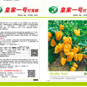 【黄灯笼】魔鬼椒辣椒种子高辣度海南基地直销全国发货