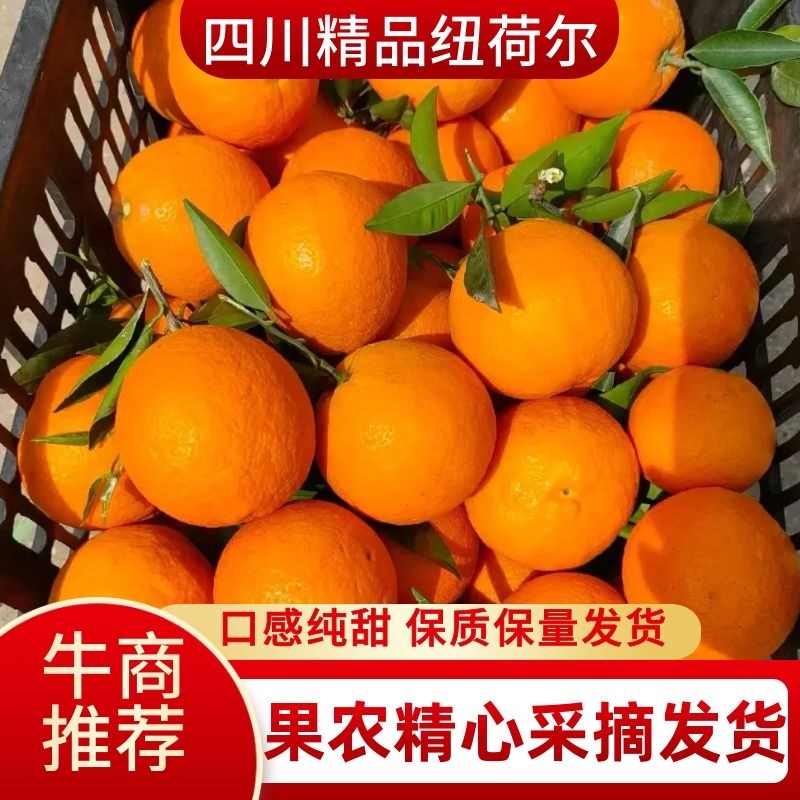 四川纽荷尔脐橙，口感纯甜，农户精心采摘，保质保量发货！