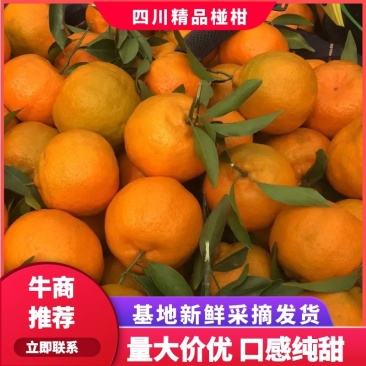 碰柑橘子新鲜现摘货源充足批发量大从优，果面干净肉嫩