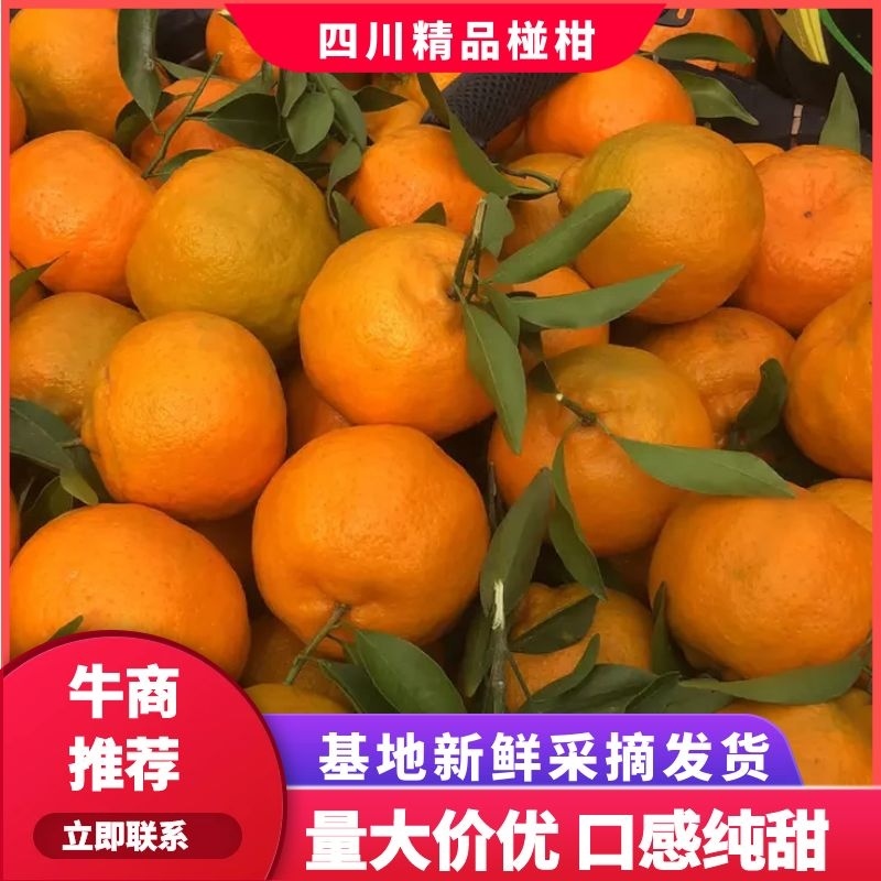 碰柑橘子新鲜现摘货源充足批发量大从优，果面干净肉嫩