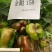 【金甜158】大甜椒种子辣椒种子泡椒种子基地直销全