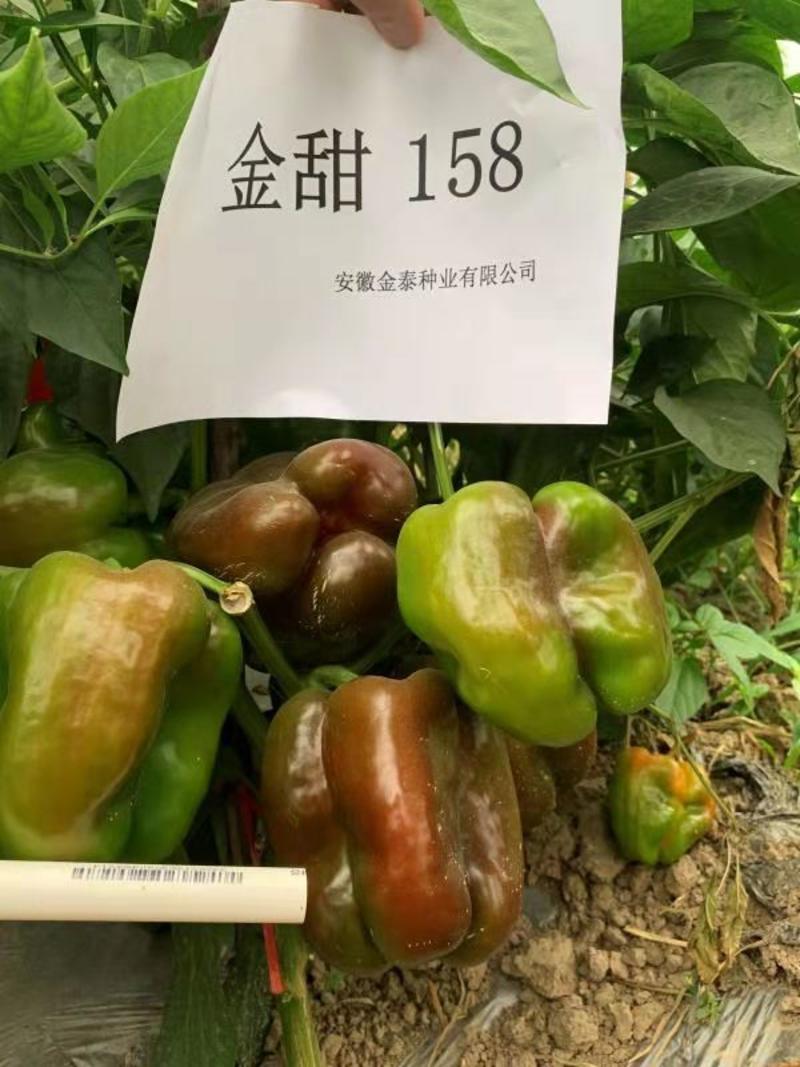 【金甜158】大甜椒种子辣椒种子泡椒种子基地直销全