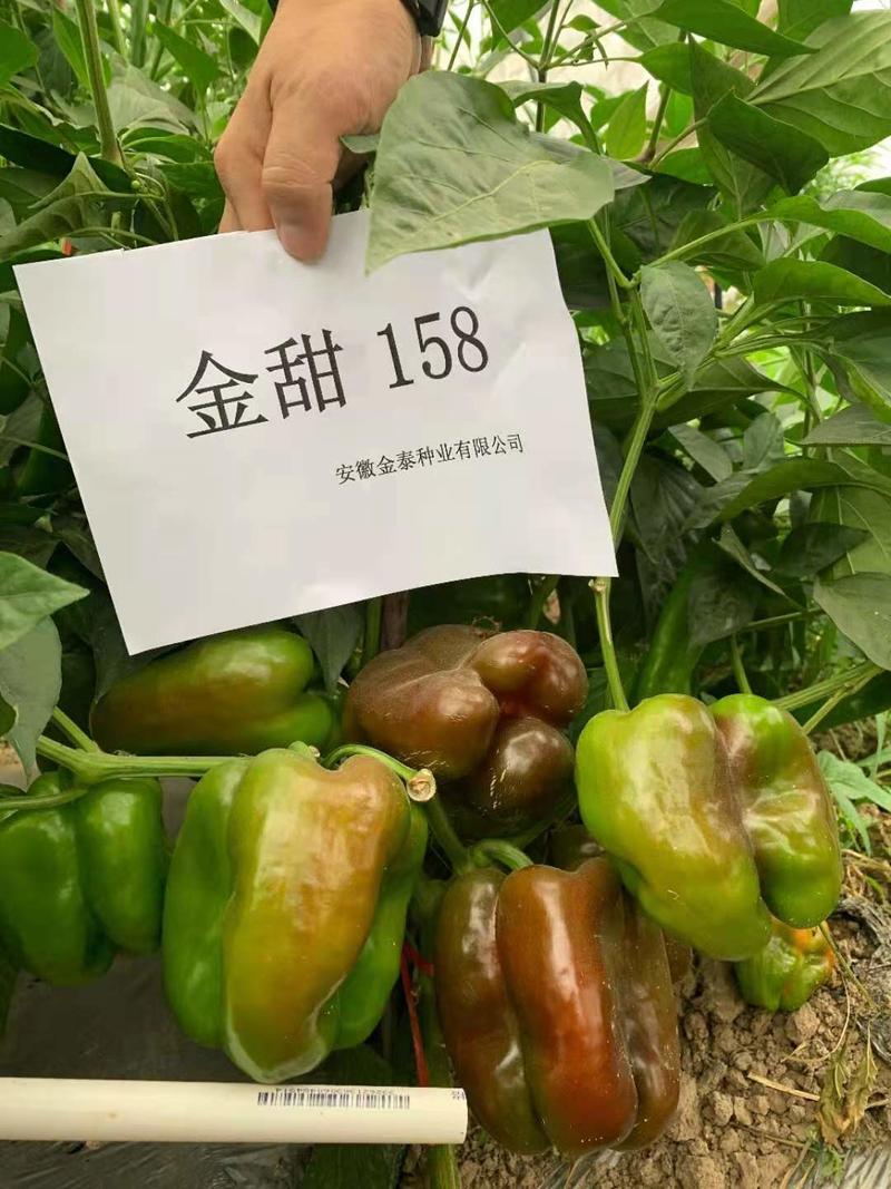 【金甜158】大甜椒种子辣椒种子泡椒种子基地直销全