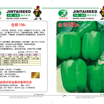 【金甜158】大甜椒种子辣椒种子泡椒种子基地直销全