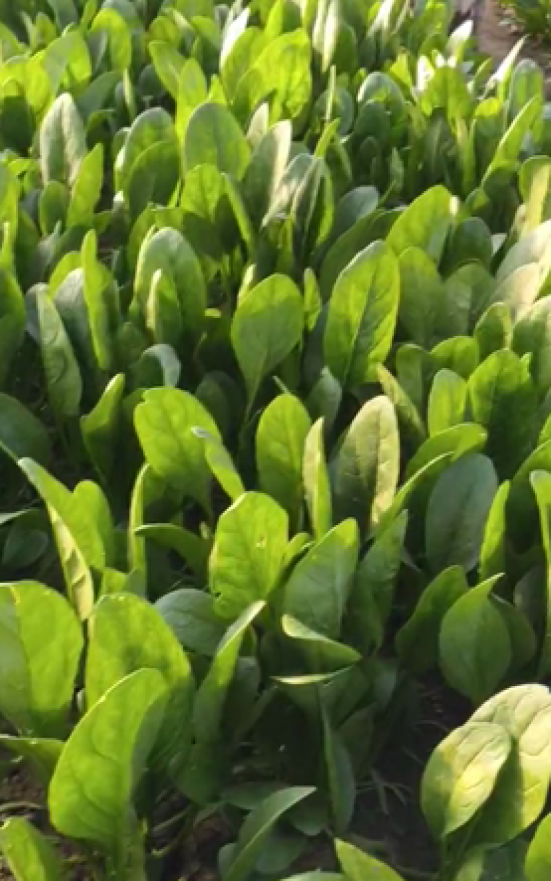 【菠菜】河北大叶菠菜一手货源可视频看货品质保证