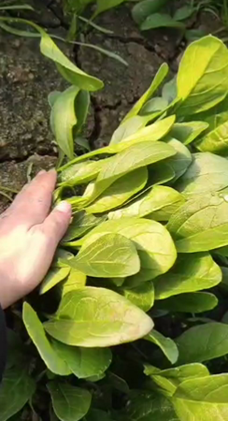 【菠菜】河北大叶菠菜一手货源可视频看货品质保证