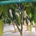 【港椒】优质辣椒种子泡椒种子基地直销全国发货