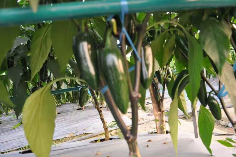 【港椒】优质辣椒种子泡椒种子基地直销全国发货