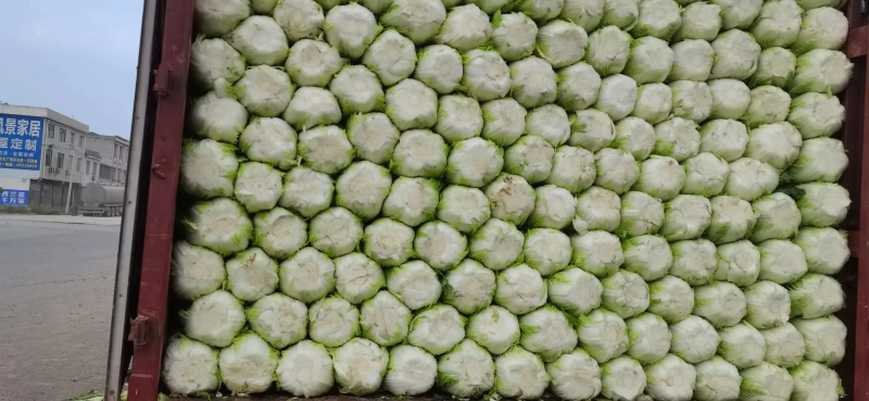 精品黄心大白菜，大量货源，稳定供货，菜农精选采摘发货