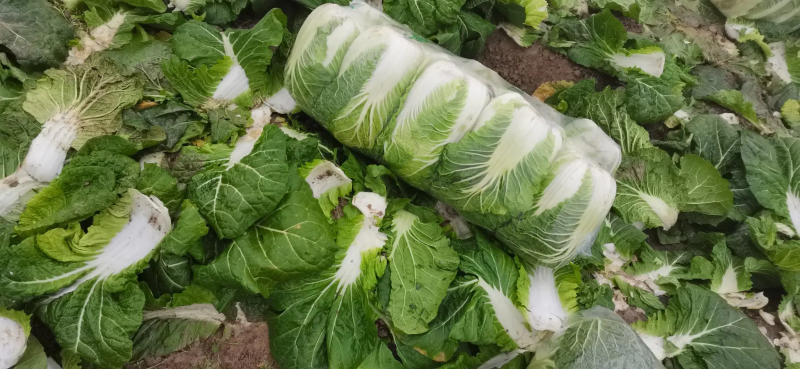 精品黄心大白菜，大量货源，稳定供货，菜农精选采摘发货
