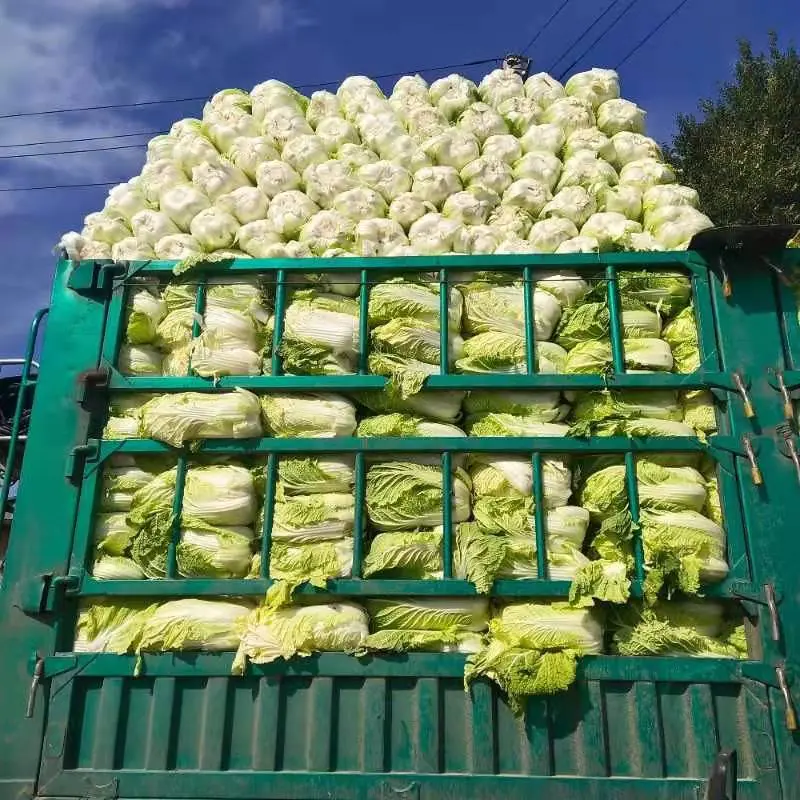 精品黄心大白菜，大量货源，稳定供货，菜农精选采摘发货