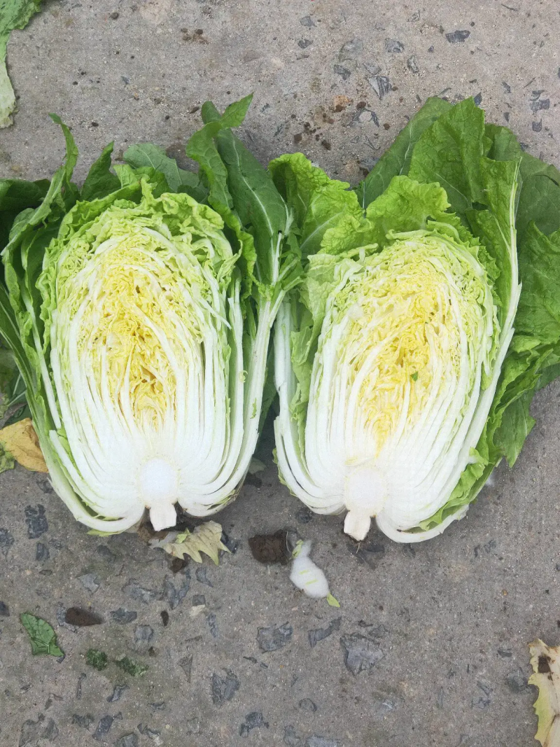 精品黄心大白菜，大量货源，稳定供货，菜农精选采摘发货