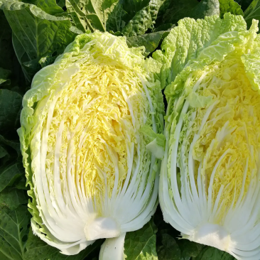 精品黄心大白菜，大量货源，稳定供货，菜农精选采摘发货