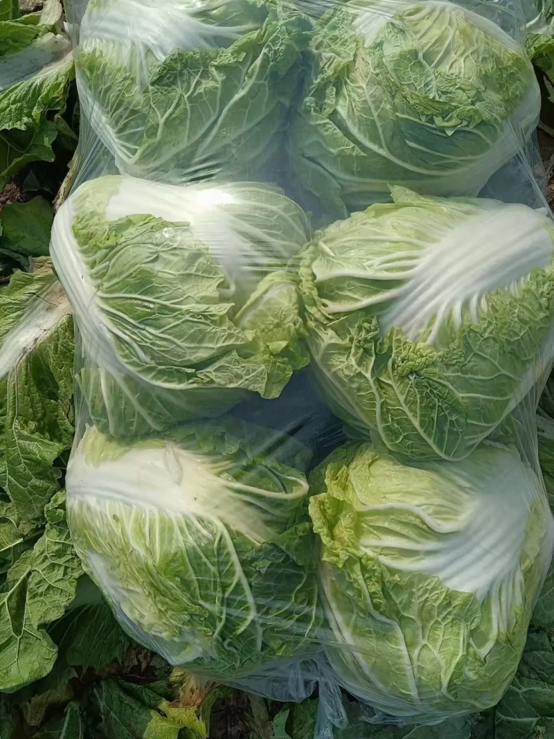 优质黄心大白菜，大量供货，菜农精选采摘，保质保量发货