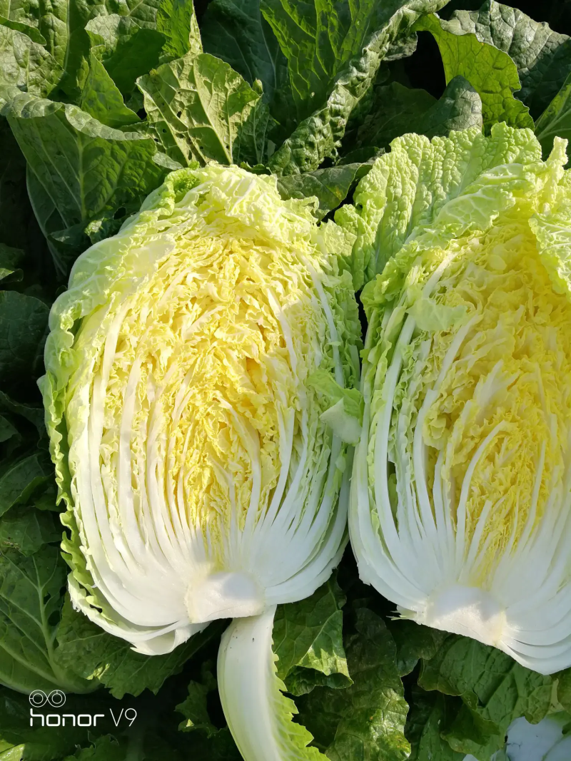 优质黄心大白菜，大量供货，菜农精选采摘，保质保量发货
