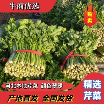 【精品】精品芹菜一手货源无中间商品质保证欢迎选购