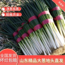 净葱毛葱山东基地一手货源直供全国对接电商欢迎咨询下单