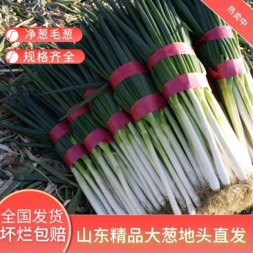 净葱毛葱山东基地一手货源直供全国对接电商欢迎咨询下单