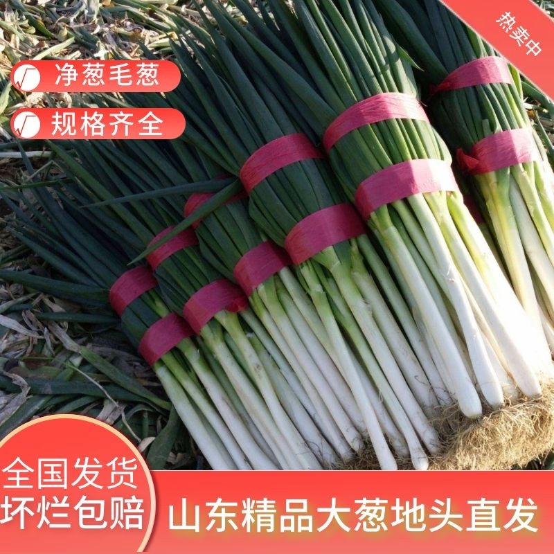 净葱毛葱山东基地一手货源直供全国对接电商欢迎咨询下单