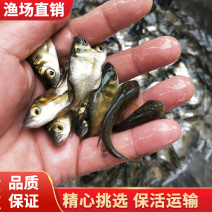 缩骨大头鱼苗/缩骨鳙鱼苗/缩骨花鲢鱼苗/渔场直销品质保证