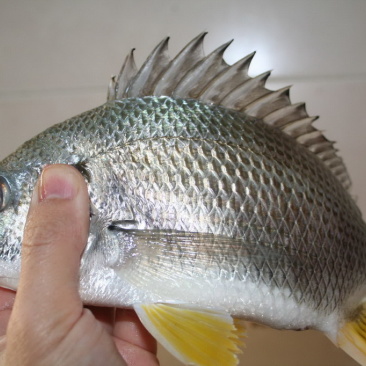 黄脚立鱼苗/黄鳍鲷鱼苗/以驯化食料咸淡水均可养殖技术支持