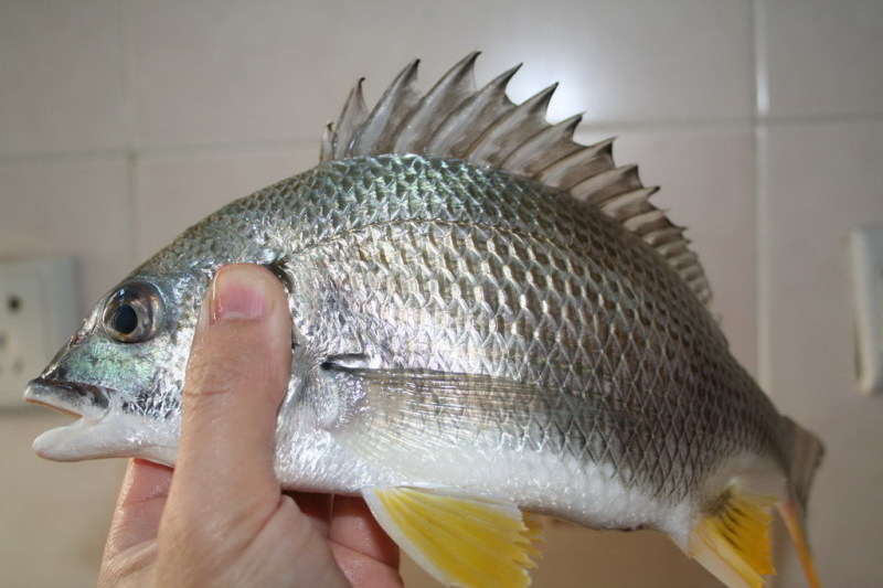 黄脚立鱼苗/黄鳍鲷鱼苗/以驯化食料咸淡水均可养殖技术支持