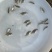 黄脚立鱼苗/黄鳍鲷鱼苗/以驯化食料咸淡水均可养殖技术支持