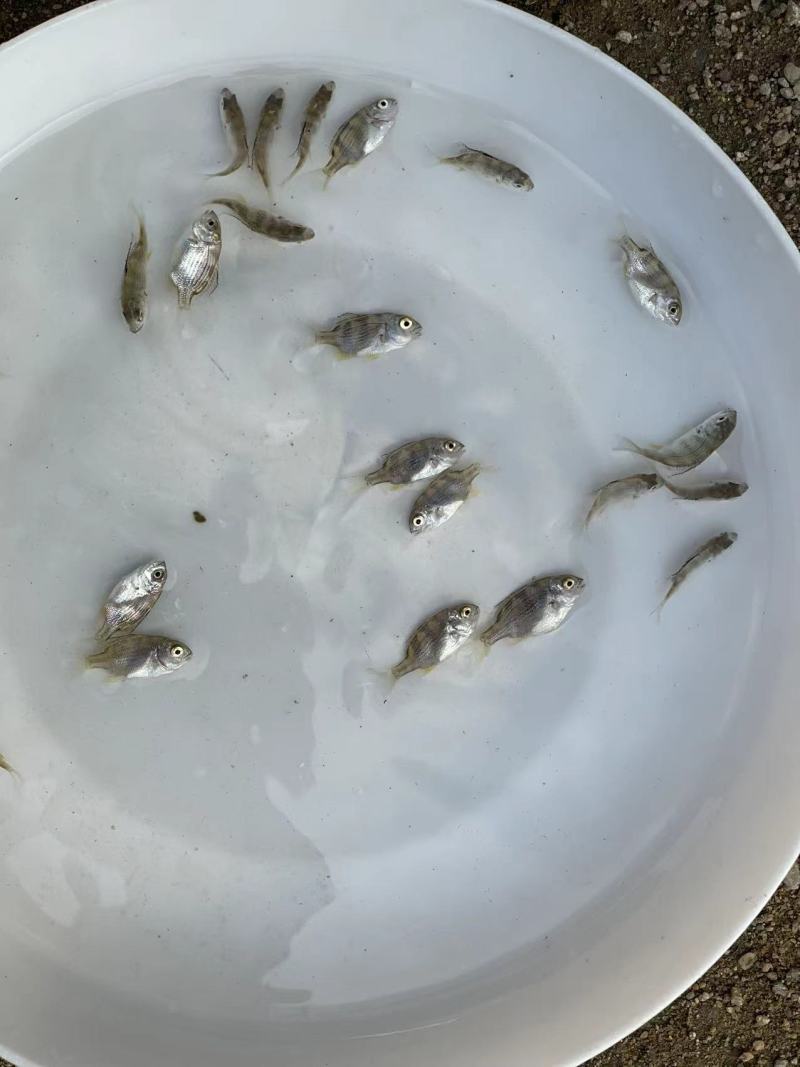 黄脚立鱼苗/黄鳍鲷鱼苗/以驯化食料咸淡水均可养殖技术支持