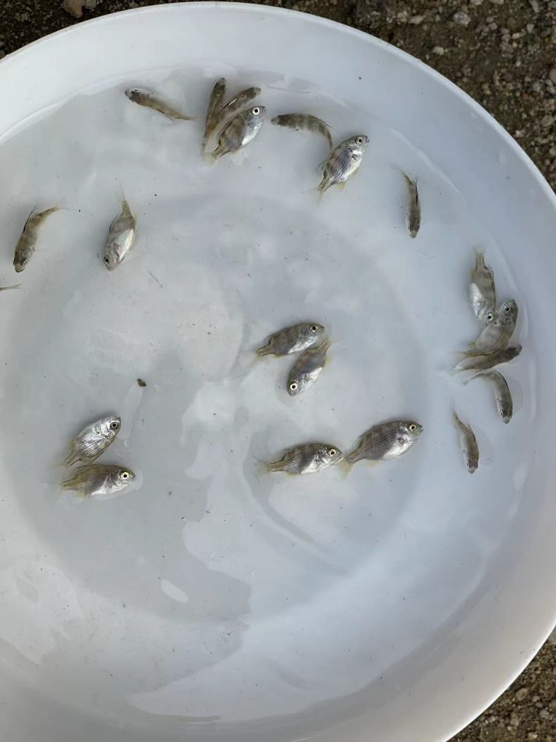 黄脚立鱼苗/黄鳍鲷鱼苗/以驯化食料咸淡水均可养殖技术支持