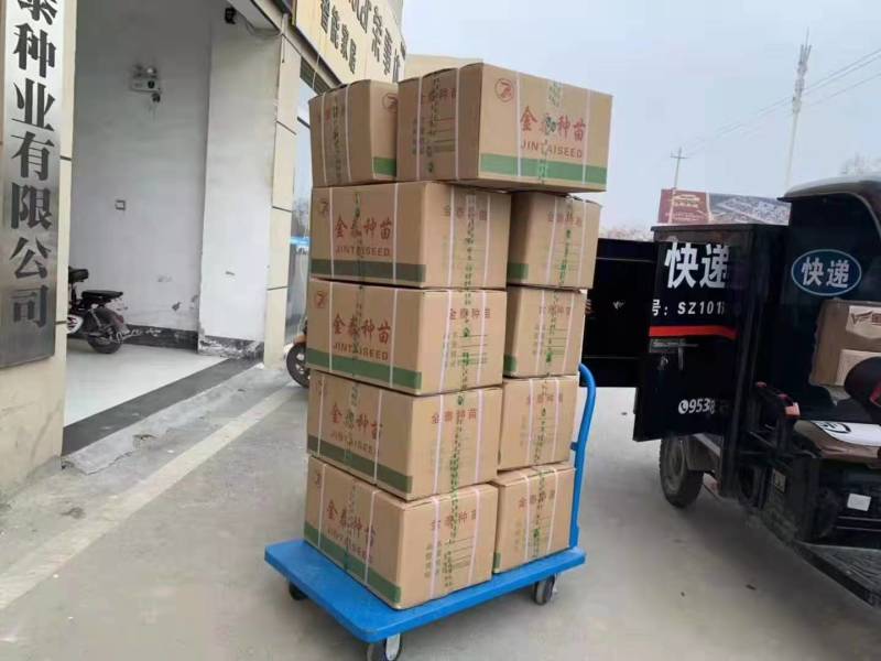 【黄皮尖椒】金骄威龙羊角椒黄龙薄皮尖椒辣椒种子全国发货