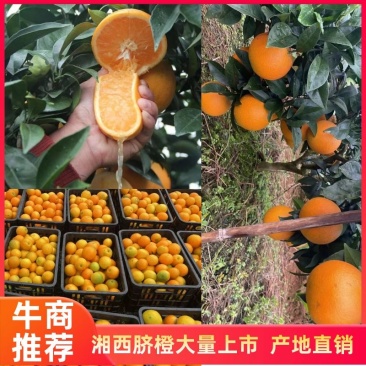 纽荷尔脐橙果肉细嫩而脆，化渣多汁欢迎采购