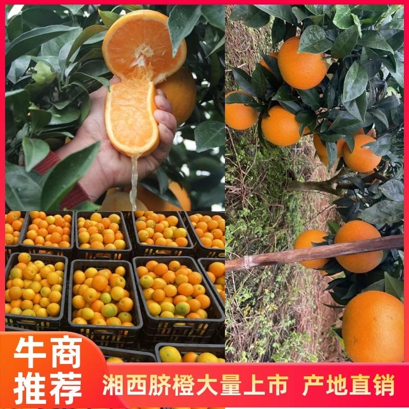 纽荷尔脐橙果肉细嫩而脆，化渣多汁欢迎采购