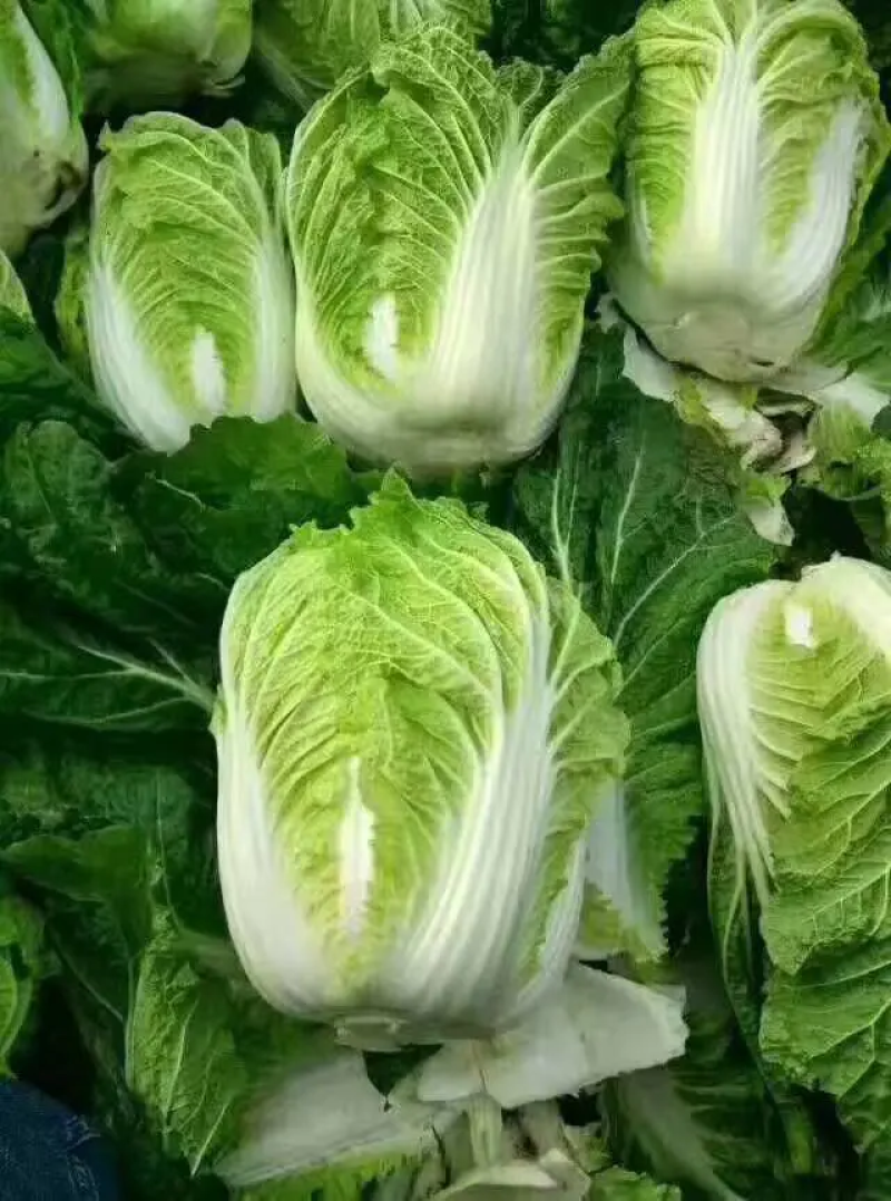精品青杂三号白菜，菜农精心采摘发货，保质保量装车发货