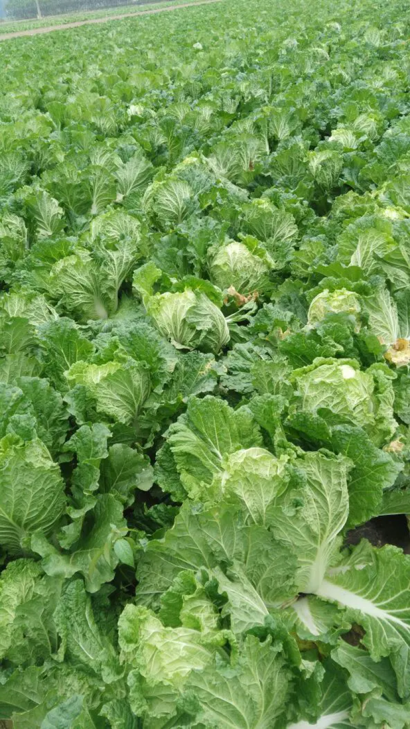 精品青杂三号白菜，菜农精心采摘发货，保质保量装车发货