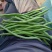 精品无筋豆，大量现货条形好，翠绿无虫眼，量大质优全国发货