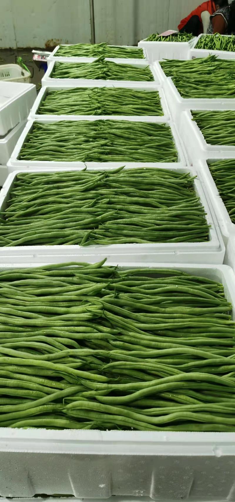 精品无筋豆，大量现货条形好，翠绿无虫眼，量大质优全国发货